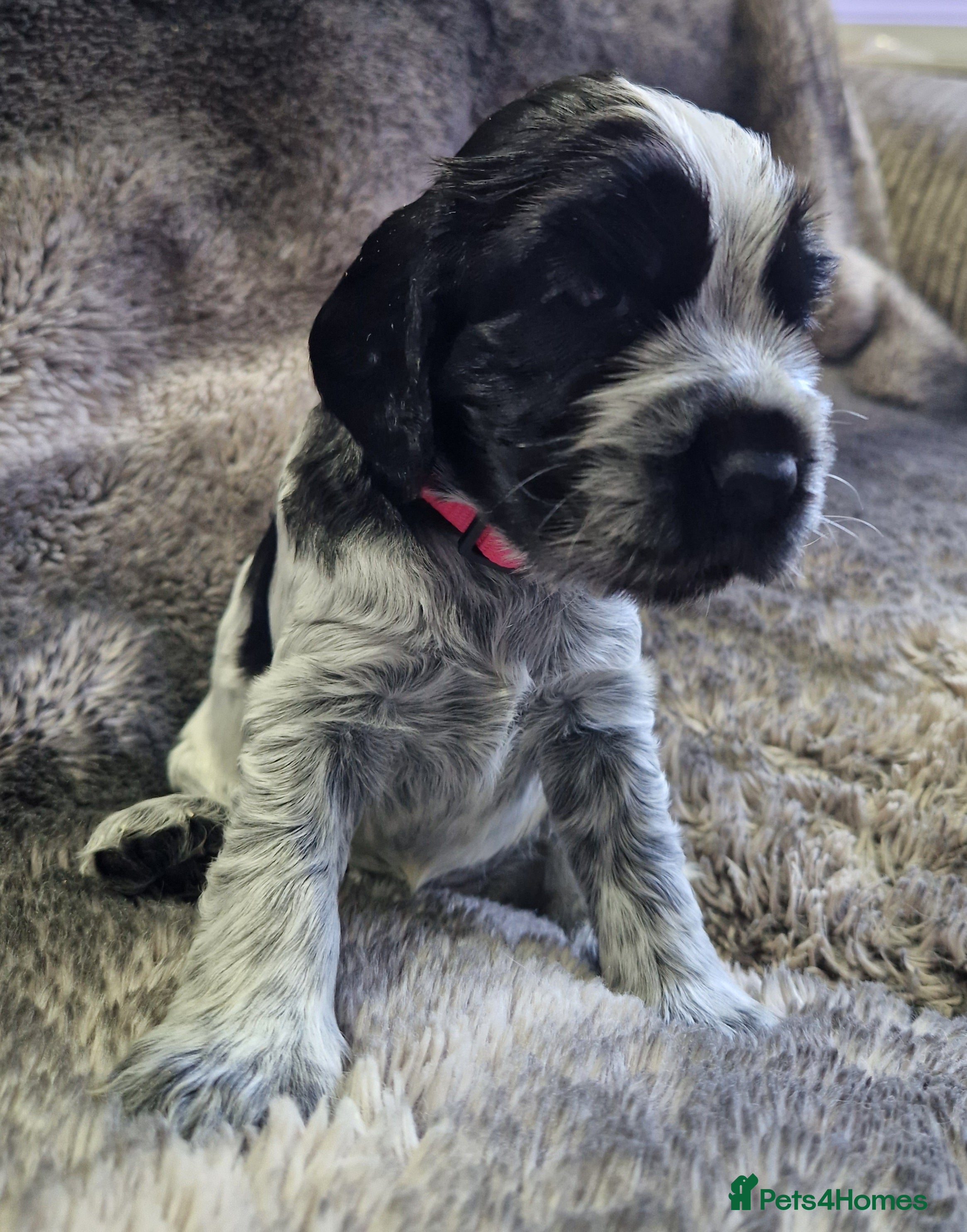 Cocker Spaniel dogs Cocker Spaniels - Show type. Blue roan in colour. - Advert 2