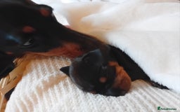 Miniature Dachshund dogs for sale: Miniature short haired daschunds  - Image 15