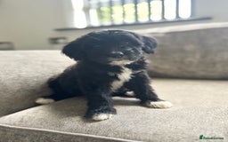 Goldendoodle dogs for sale: Beautiful doodles looking for forever homes - Image 2