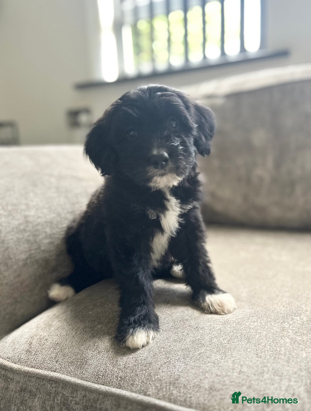 Goldendoodle dogs for sale: Beautiful doodles looking for forever homes - Image 2