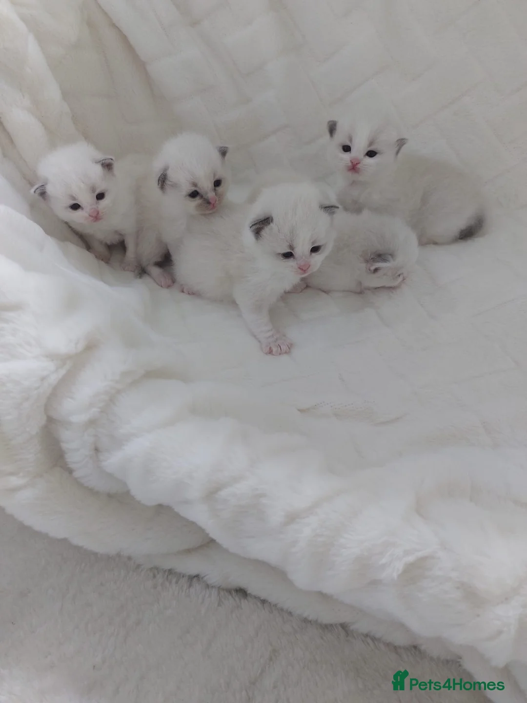 Ragdoll cats for stud: WCF/GCCF Blue Bicolour Ragdoll available for stud in Manchester - Advert 3