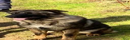 German Shepherd dogs for sale: Beautiful German shepard pups  in Brigg - Advert 4