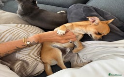 Chihuahua dogs for sale: Beautiful sweet Chihuahua for sale  - Image 2