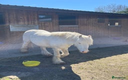 Other Breed horses for sale: 4 year old mini cob gelding  - Image 4