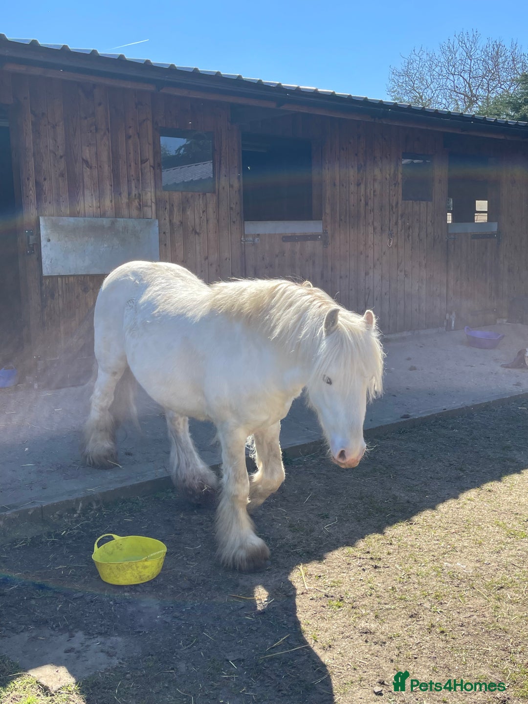 Other Breed horses for sale: 4 year old mini cob gelding  - Image 4