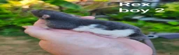Rat rodents for sale: Beautiful Dumbo rex rats - Advert 2