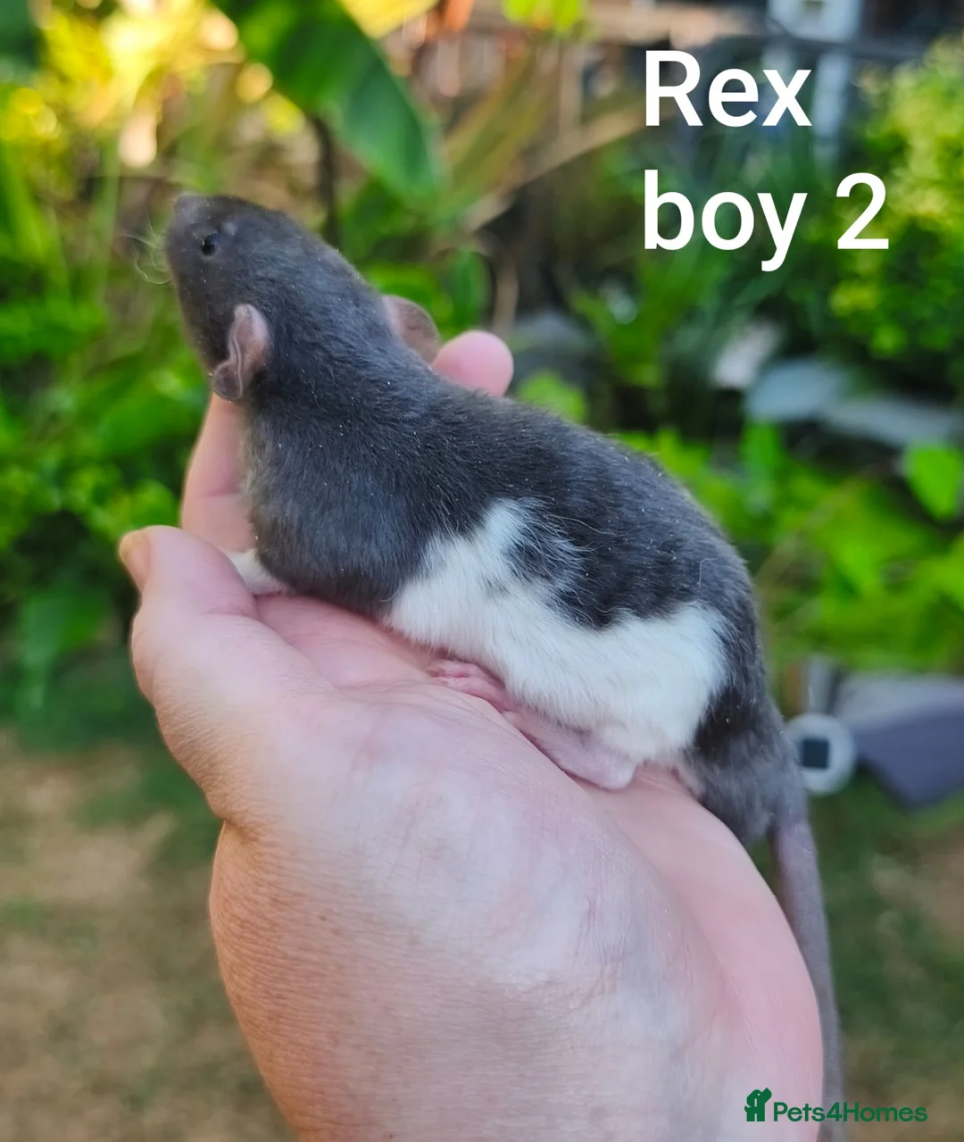 Rat rodents for sale: Beautiful Dumbo rex rats - Advert 2