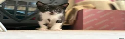Mixed Breed cats for sale: Adorable black & white boy kittens - ready in 2wks - Advert 15