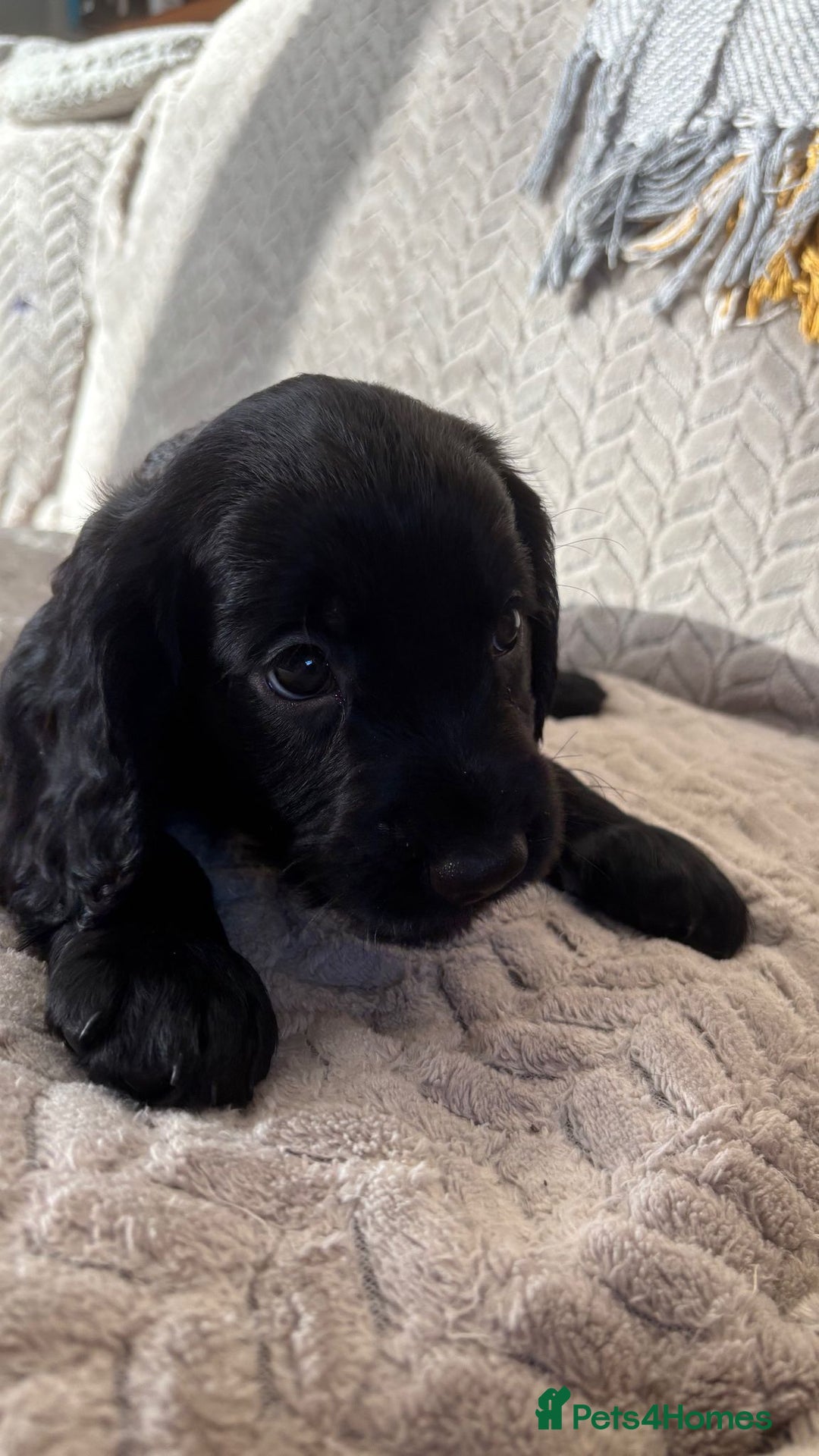 Cockapoo dogs for sale: Adorable Cockapoo puppies  - Advert 15