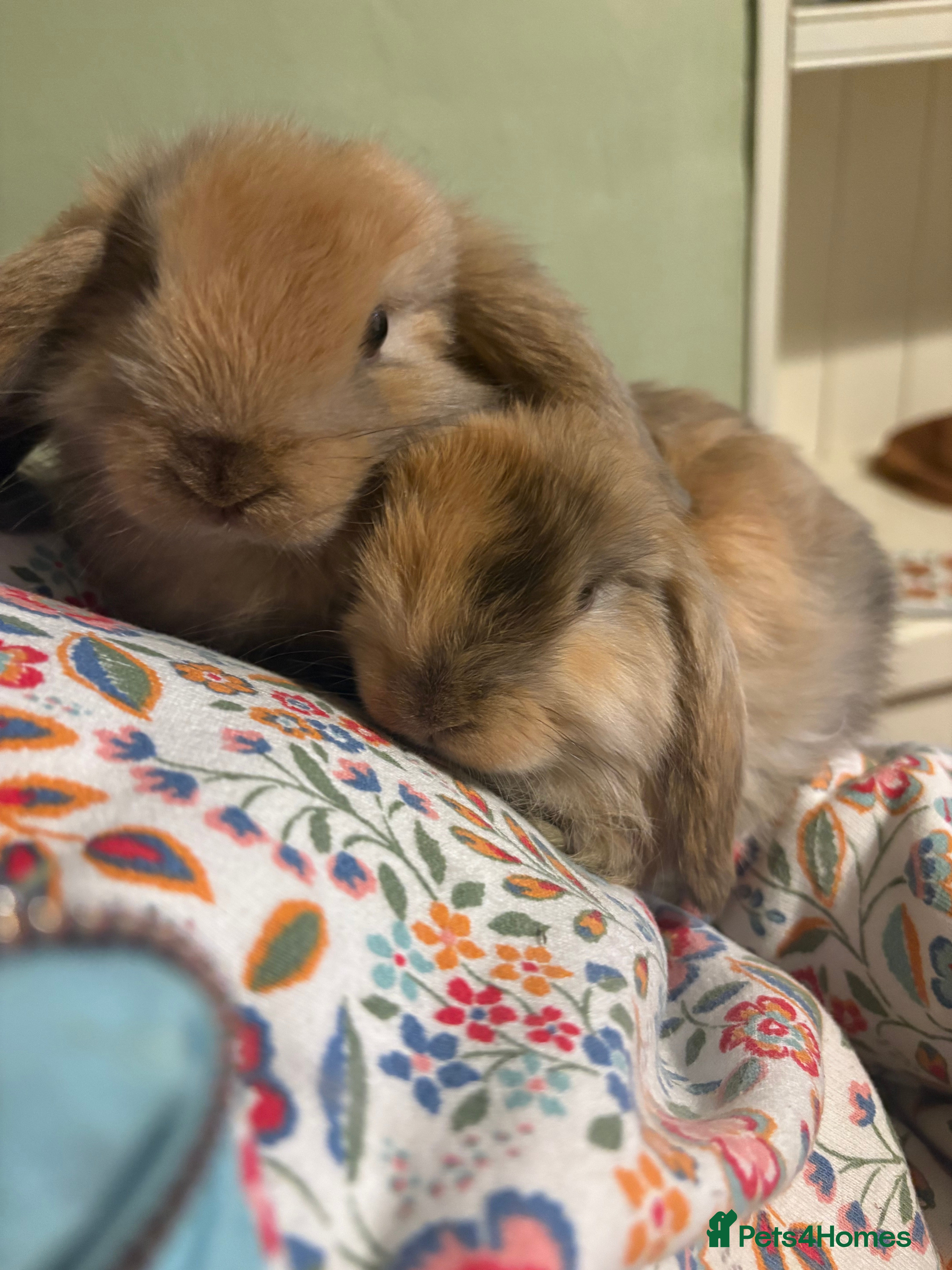 Mini Lop rabbits Vaccinated/raised indoors, mini lops and lion lop  - Advert 7