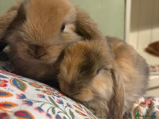 Mini Lop rabbits Vaccinated/raised indoors, mini lops and lion lop - Advert 7