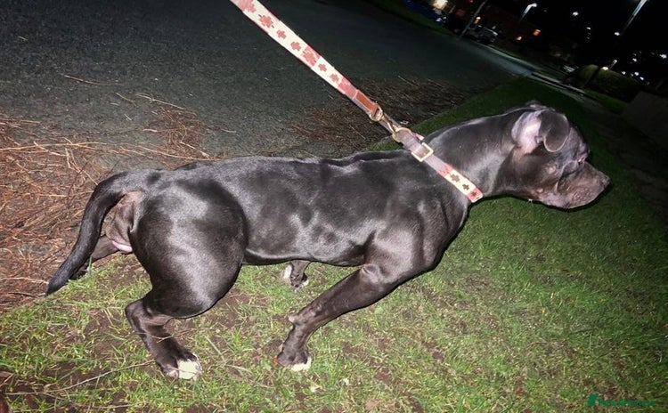 American Bully dogs - Advert 1
