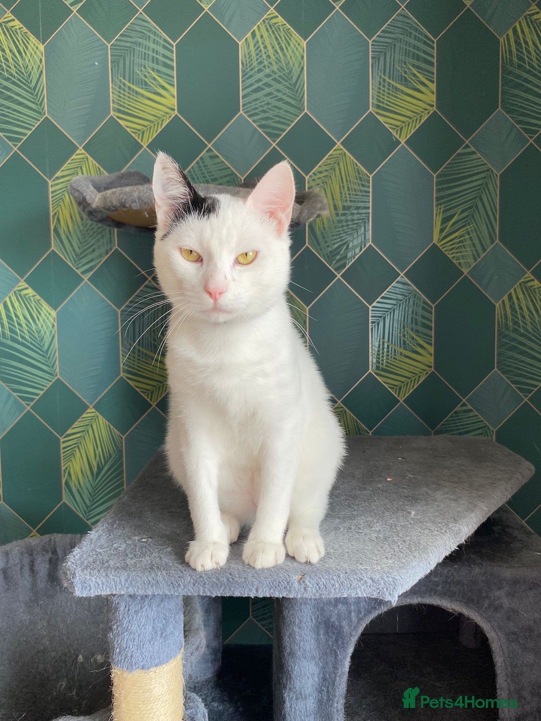 Mixed Breed cats for adoption: Gentle Marc Still Waiting for His Forever Home - Image 3