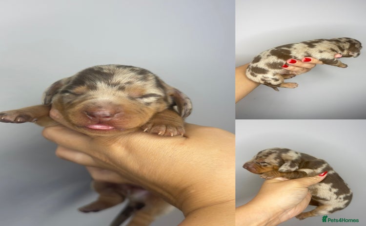 Miniature Dachshund dogs - Advert 15