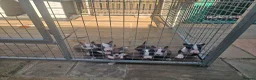 English Bull Terrier dogs for sale: English bullterrier pups for sale - Advert 14