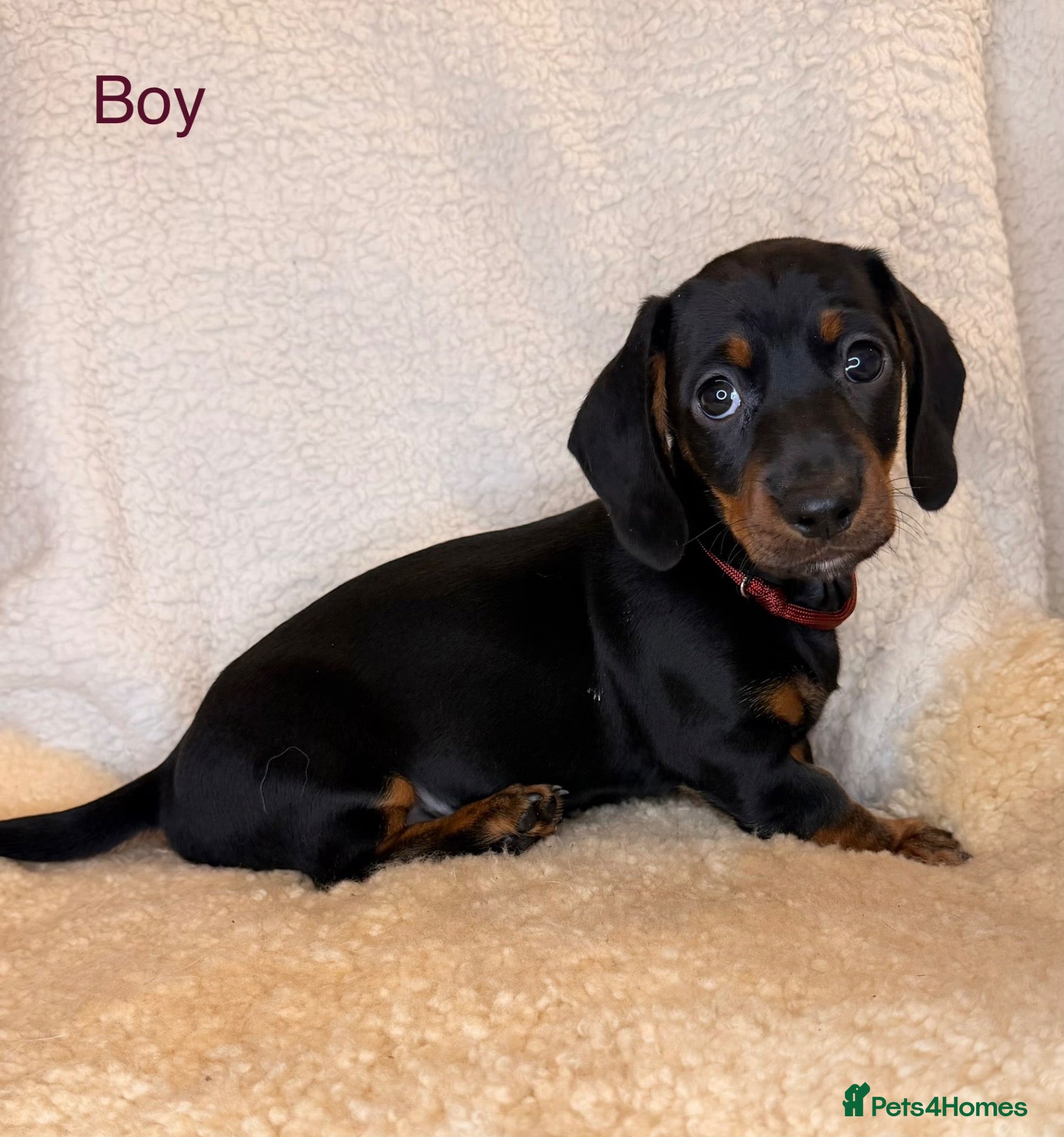 Dachshund dogs Beautiful Dachshund Puppies  - Advert 1