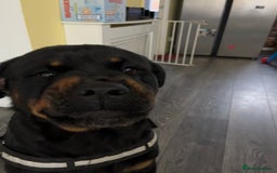 Rottweiler dogs for stud: Rottweiler for stud - Advert 4