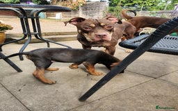 Mixed Breed dogs for sale: Staff x Chinese red dog - Image 5