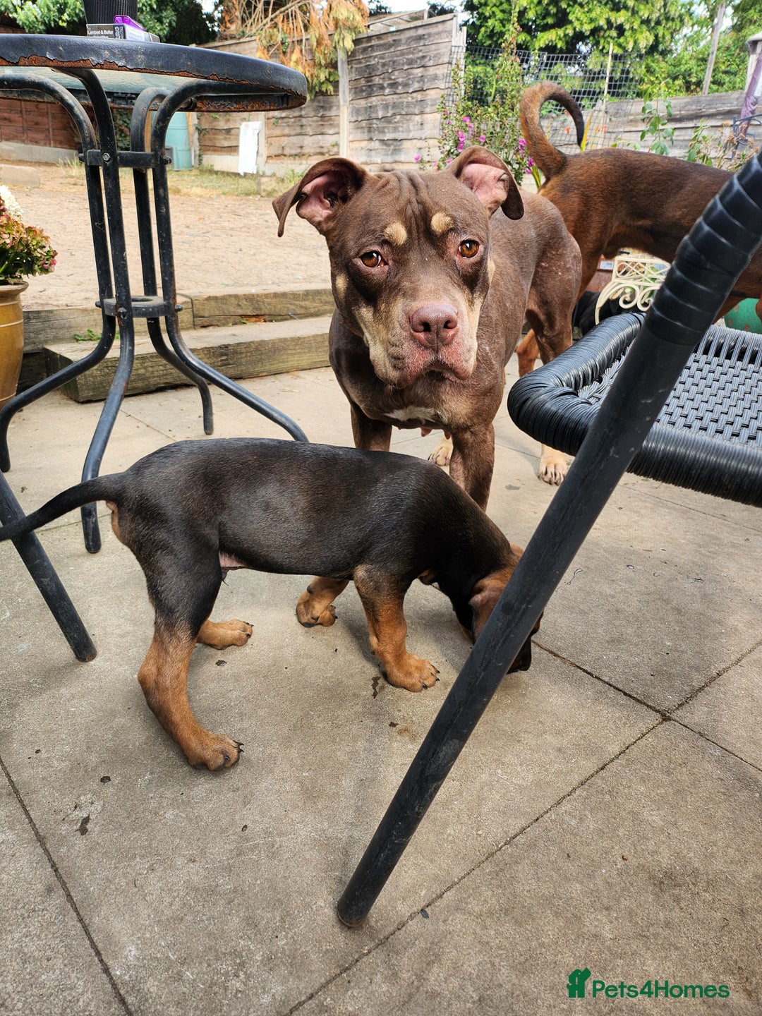 Mixed Breed dogs for sale: Staff x Chinese red dog - Image 5