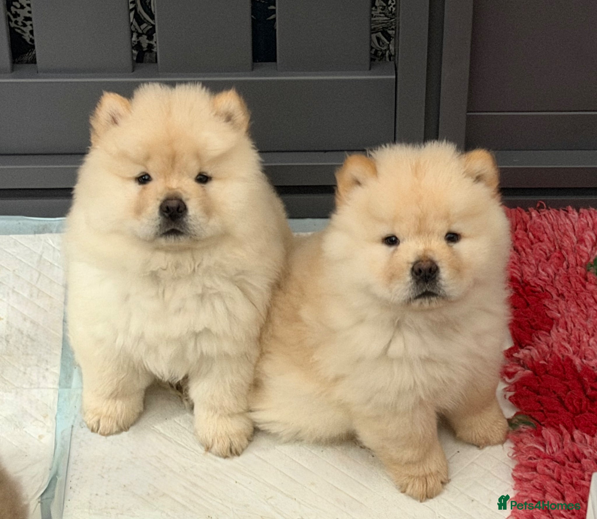 Chow Chow dogs Beautiful KC Registered Chow Chow Puppies  - Advert 1