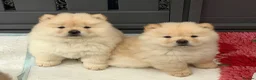 Chow Chow dogs for sale: Beautiful KC Registered Chow Chow Puppies  - Advert 9