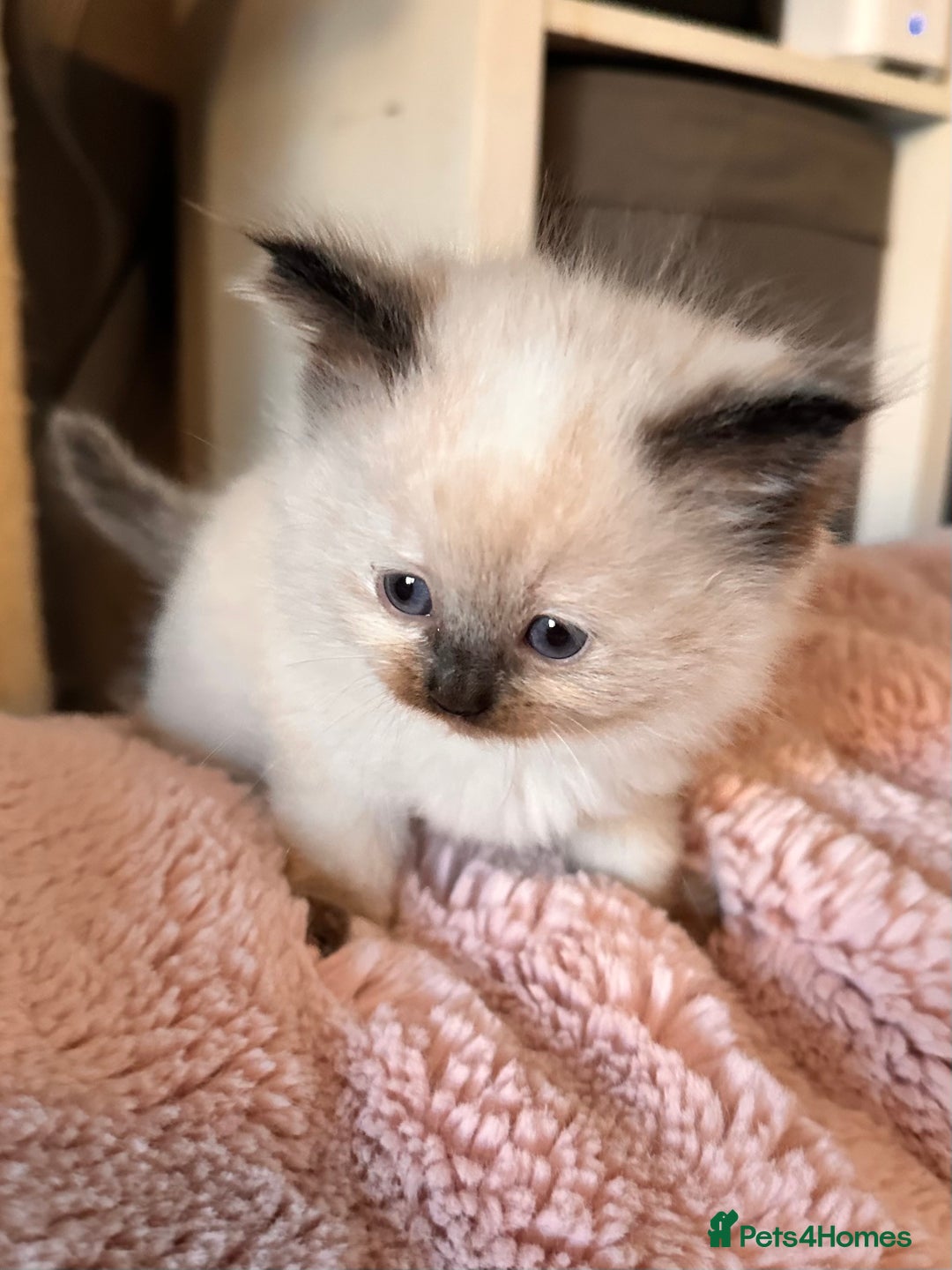 Ragdoll cats for sale: Pure ragdoll  - Advert 5