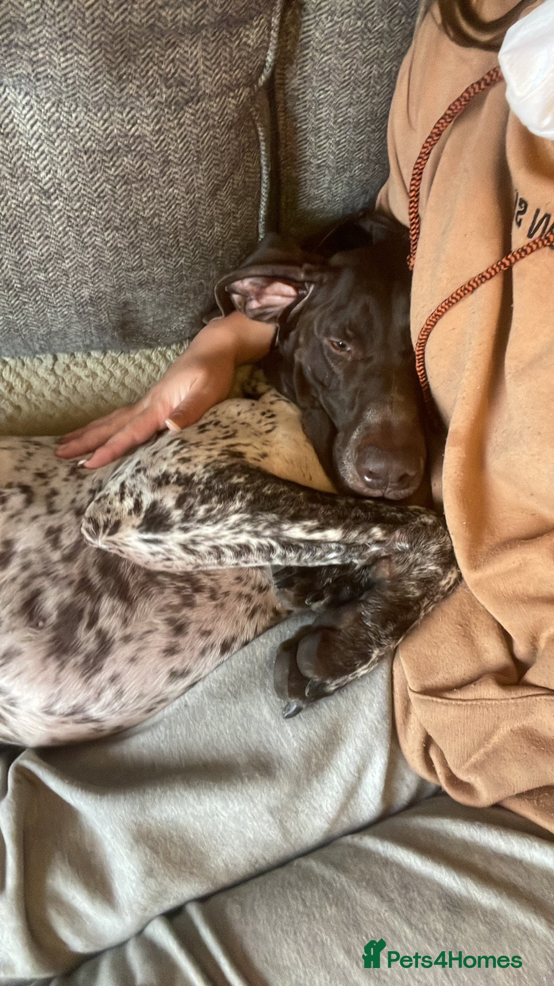 German Shorthaired Pointer dogs for stud: KC GSP Stud – Stunning, Strong, Smart - Image 13