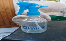 Macaws birds for sale: Blue & Gold Macaw For Sale - Image 22