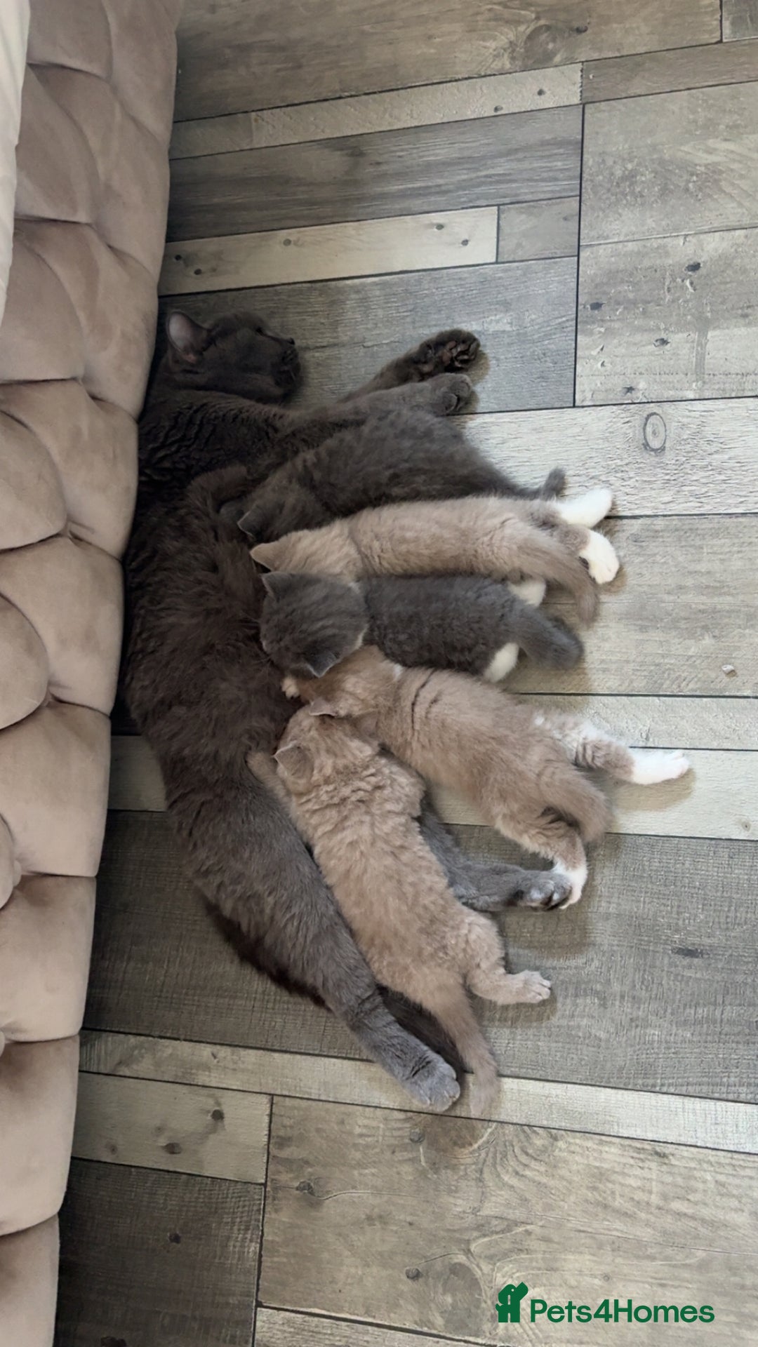 British Shorthair cats for sale: British short hair kittens - Image 3