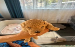 Maltipoo dogs for sale: Gorgeous Maltipoo Puppies - Image 20