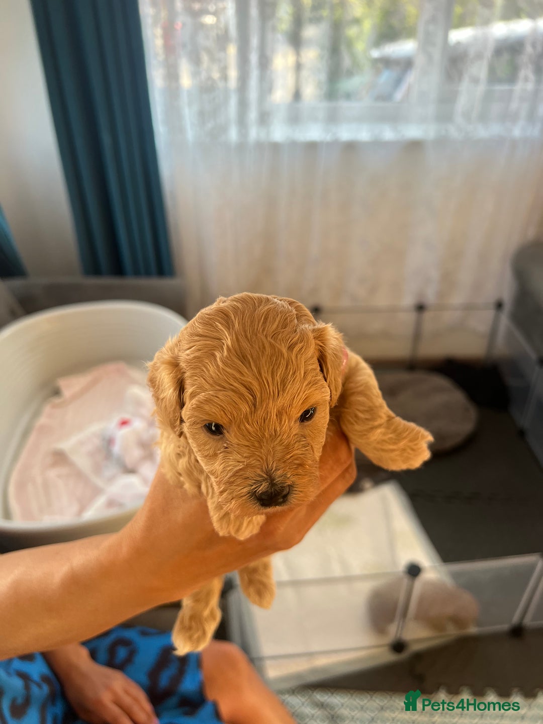 Maltipoo dogs for sale: Gorgeous Maltipoo Puppies - Image 20
