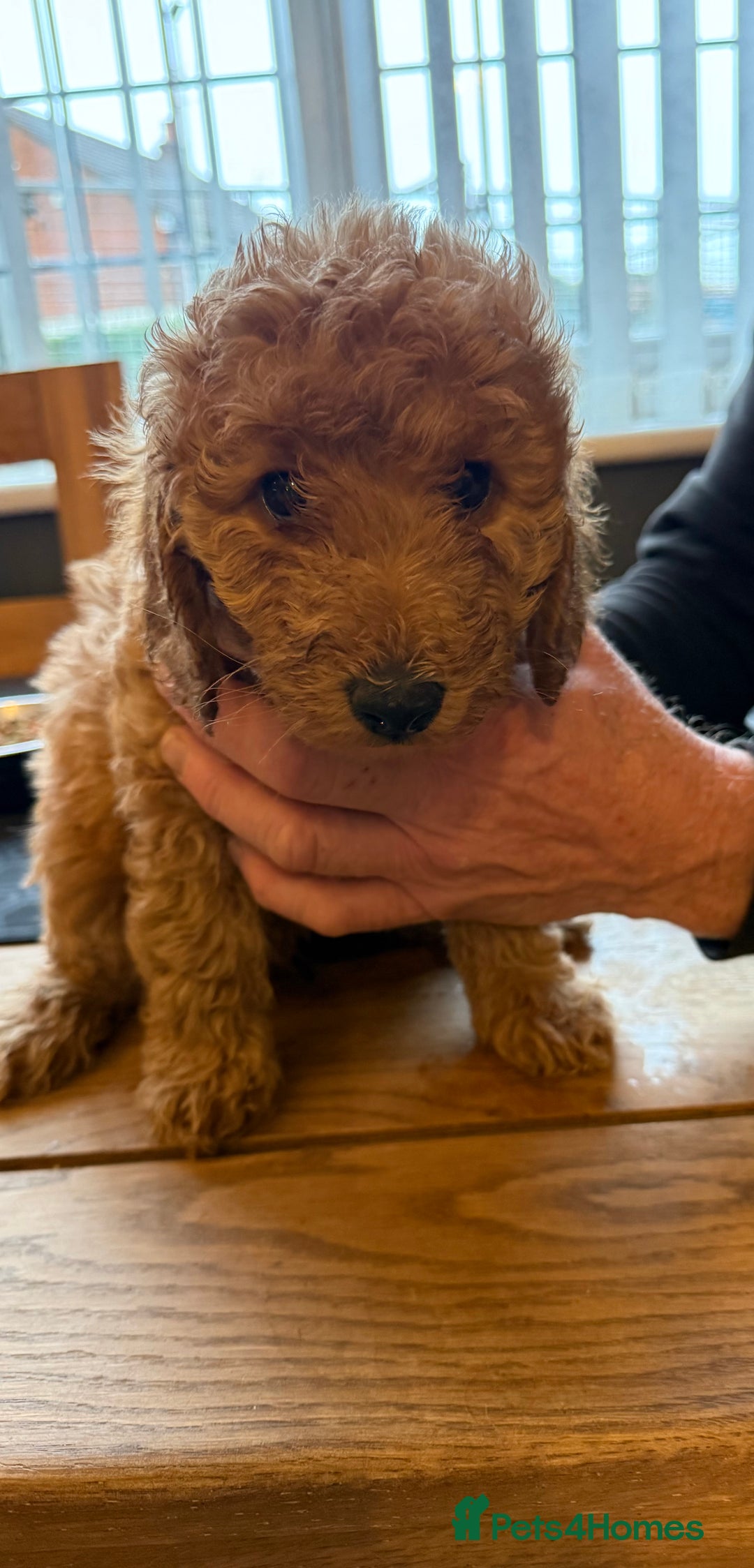 Labradoodle dogs for sale: Gorgeous Red Mini Labradoodles last one - Image 2