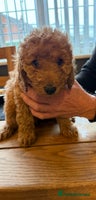 Labradoodle dogs - Advert 10