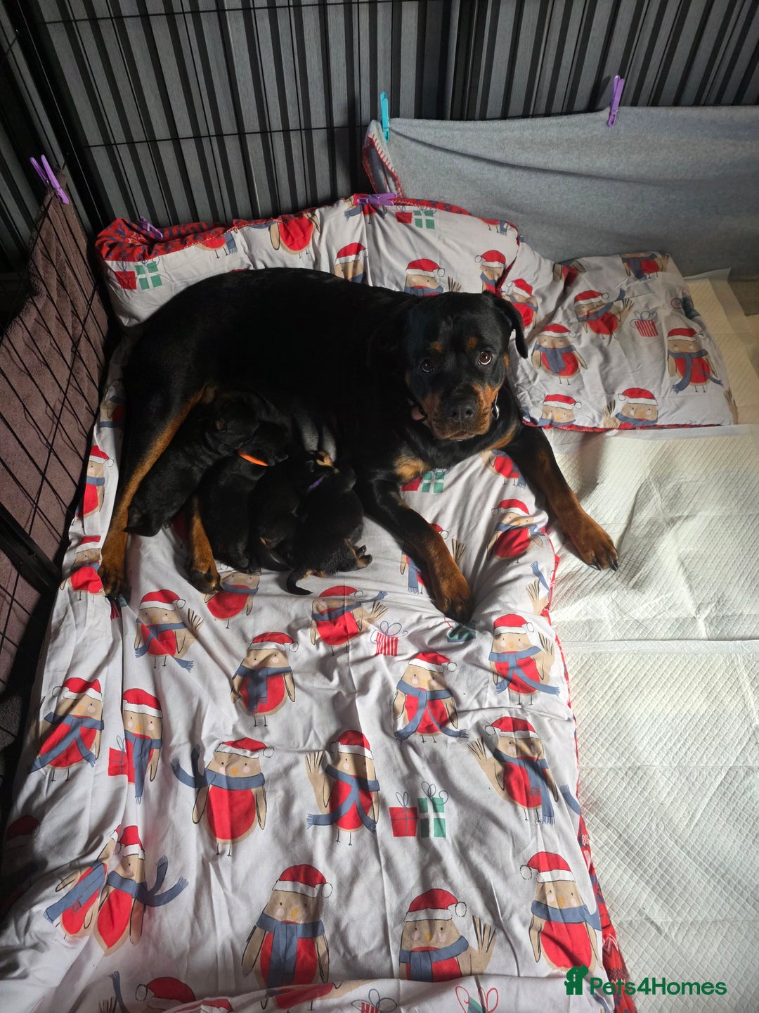 Rottweiler dogs for sale: Chunky Rottweiler puppies for sale  - Advert 7