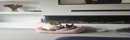 Mixed Breed dogs for adoption: 🐾🤍🤎 JESSY – LITTLE DOG, LOTS OF LOVE 🤎🤍🐾 in Wigan - Advert 15