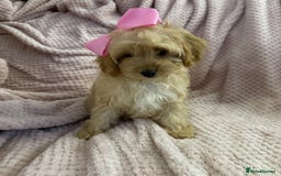 Cavapoo dogs for sale: Beautiful F1 Cavapoo boy & girl puppies - Image 1