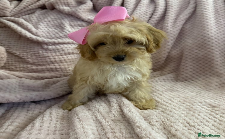 Cavapoo dogs - Advert 3