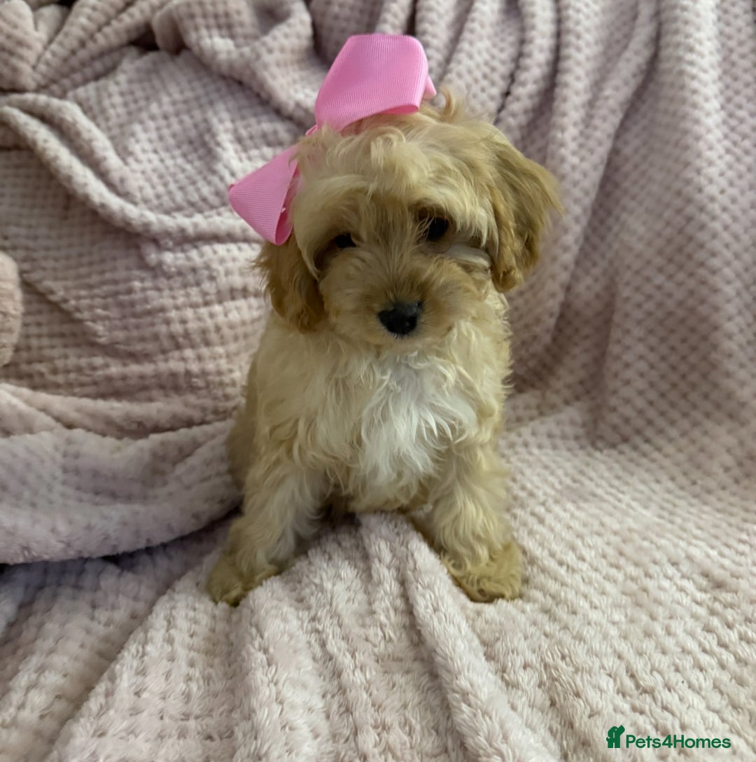 Cavapoo dogs for sale: Beautiful F1 Cavapoo boy & girl puppies - Image 1