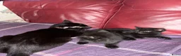 Mixed Breed cats for sale: 2 black kittens available, 1 male one female - Advert 1