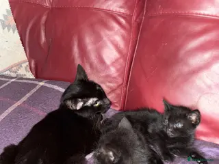 Mixed Breed cats 2 black kittens available, 1 male one female - Advert 1