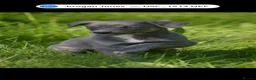 Lurcher dogs for sale: Both working an family lurcher pups - Advert 20