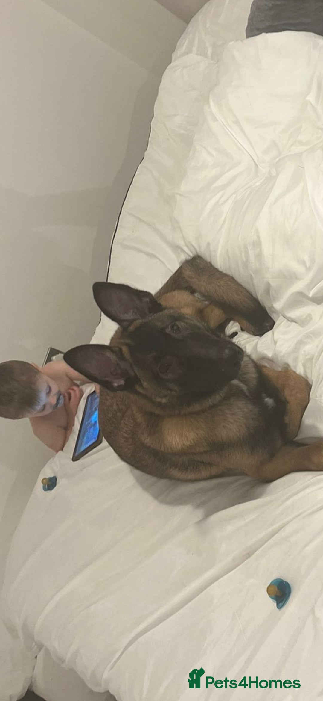 Belgian Shepherd Dog dogs Belgian mallinois 6 month old puppy in Durham - Advert 8