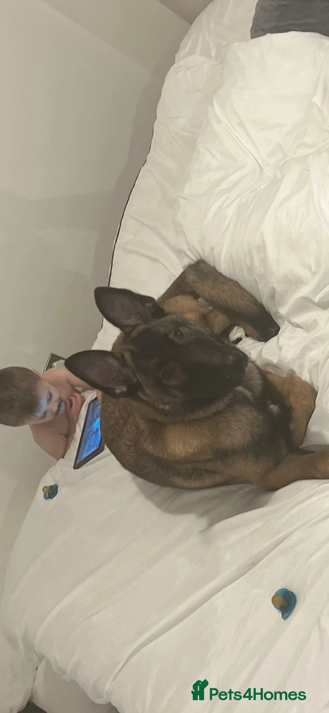 Belgian Shepherd Dog dogs for sale: Belgian mallinois 6 month old puppy in Durham - Advert 1