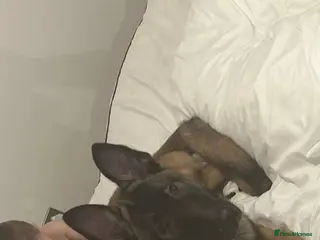 Belgian Shepherd Dog dogs Belgian mallinois 6 month old puppy in Durham - Advert 8