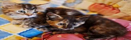 Mixed Breed cats for sale: Lovely Kittens 😻 - Advert 6