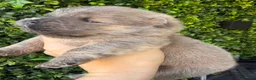 Chow Chow dogs for sale: 🧸Beautiful chow chow puppies 🧸 - Advert 8