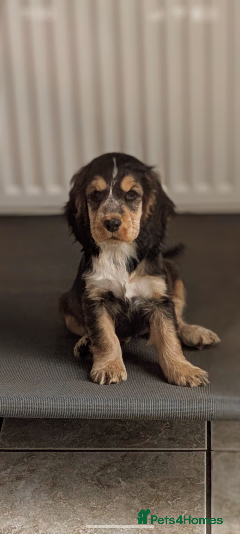 Cocker Spaniel dogs 🩷 1 girl Ready KC show cocker PRA FN tested - Advert 1