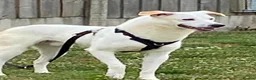 Mixed Breed dogs for adoption: HUGO - I’ll be your dog 💙 in Worcester - Advert 3