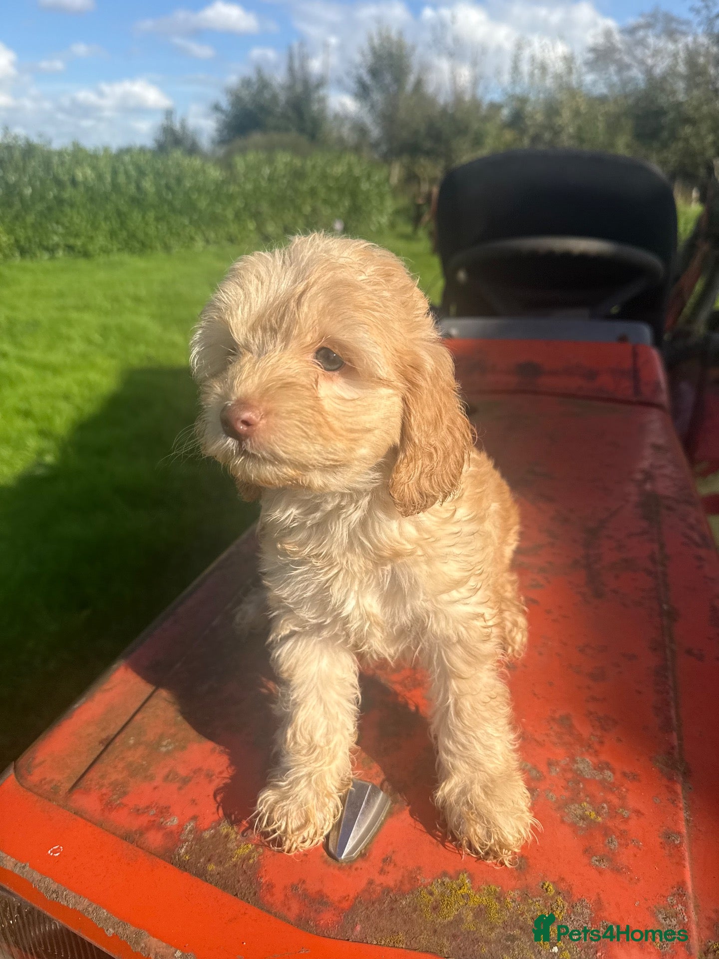 Cockapoo dogs Gorgeous American toy cockapoos  - Advert 2