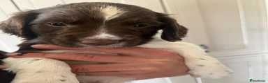 English Springer Spaniel 1